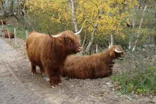 Holland_kustweg_020f
