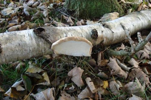 Holland_kustweg_024d