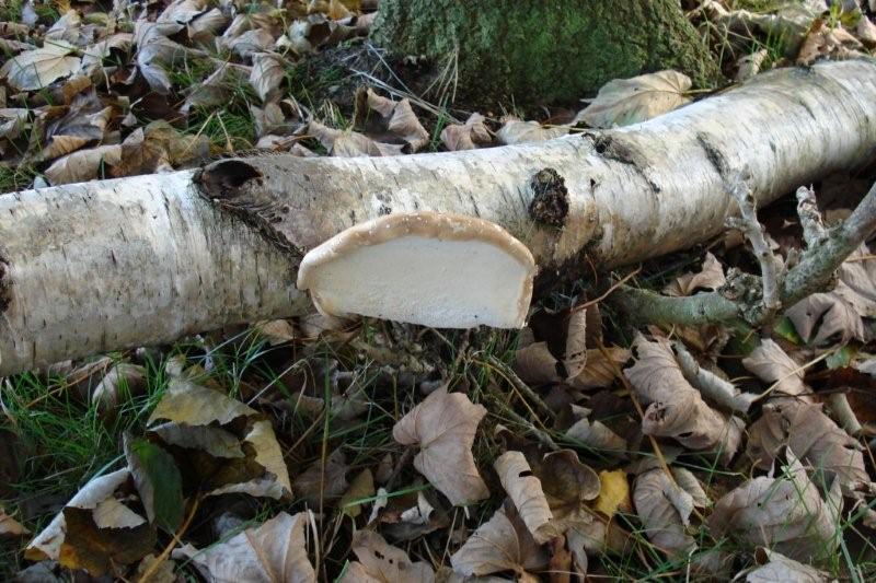 Holland_kustweg_024d