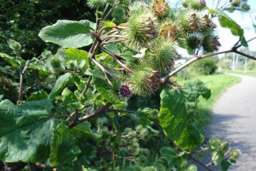 Fietsen_in_2008_010b