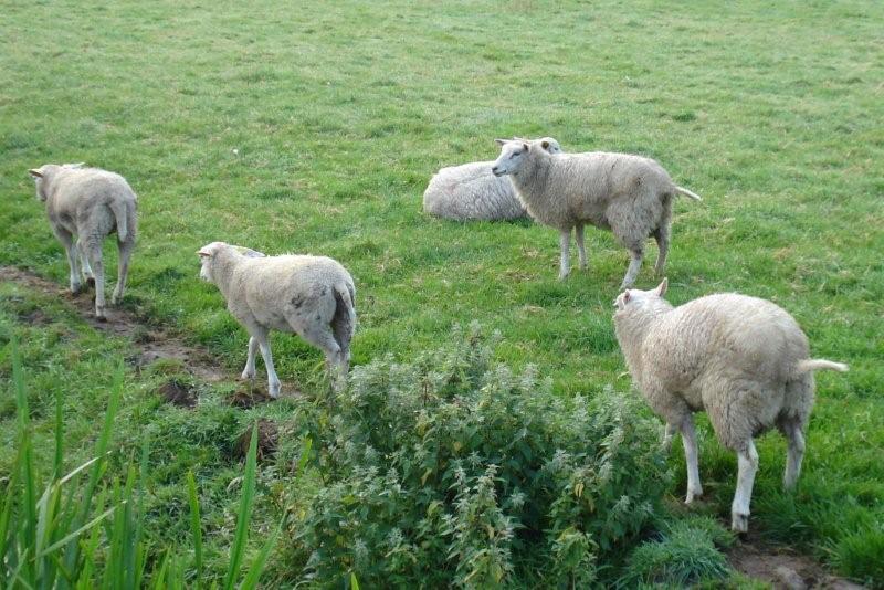 Fietsen_in_2008_003d