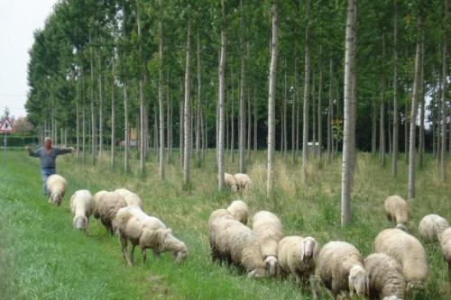 Oostenrijk_en_itali_139