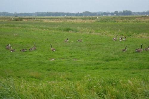 Friesland_juli_2007_066a