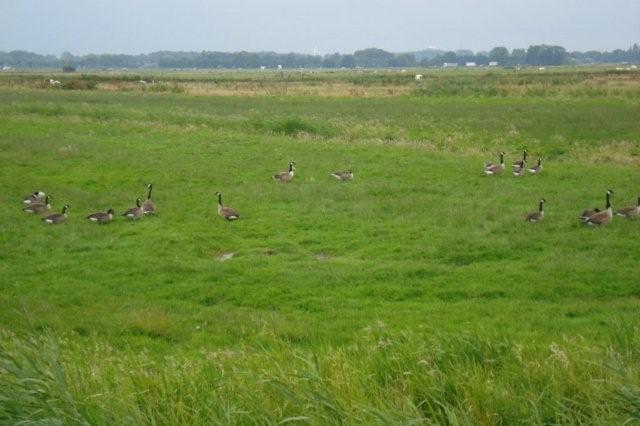 Friesland_juli_2007_066a