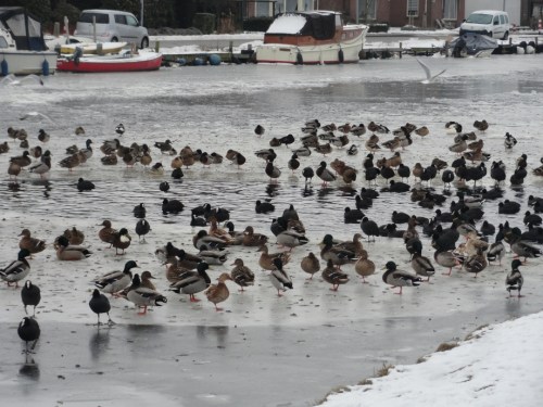 Eenden en meerkoeten
