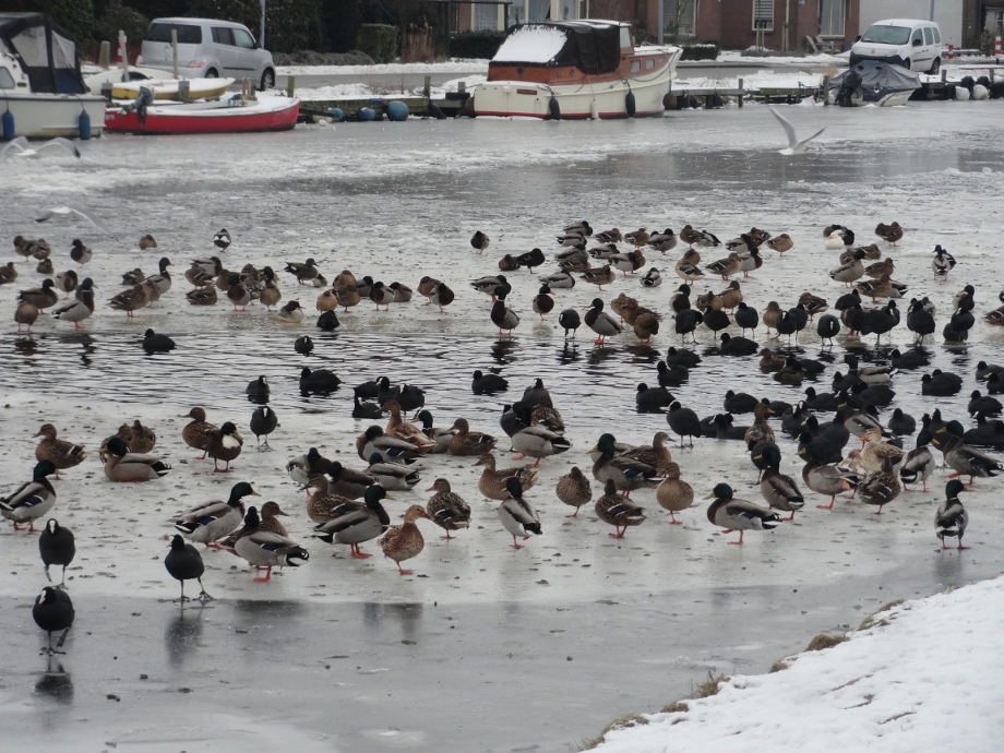 Eenden en meerkoeten