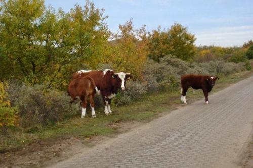 Holland_kustweg_006a