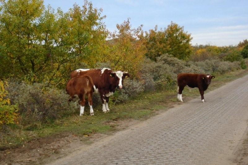 Holland_kustweg_006a