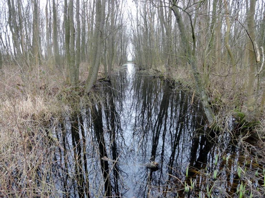 Keukenhofbos sloot 05