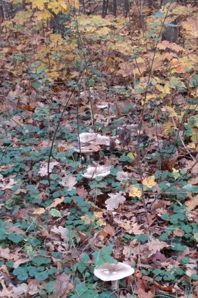 Holland_kustweg_012g