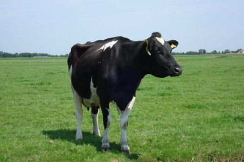 Fietsen_in_2008_009c