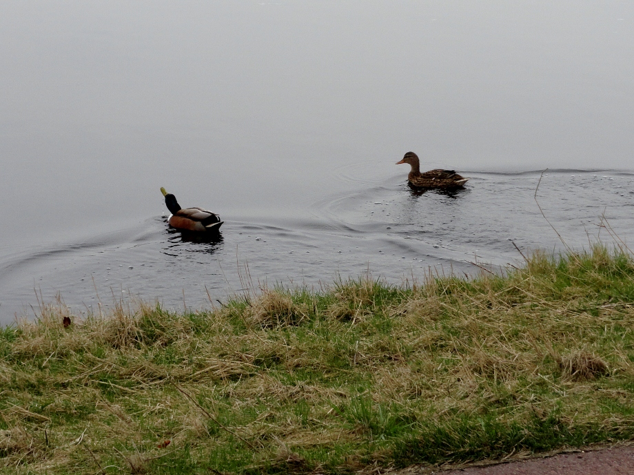 Eenden Haarlemmermeer