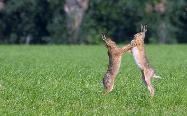 dansende-hazen-160132