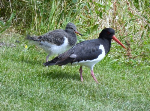 2014-06-23 054 (800x598)