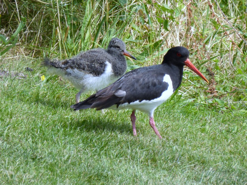 2014-06-23 054 (800x598)