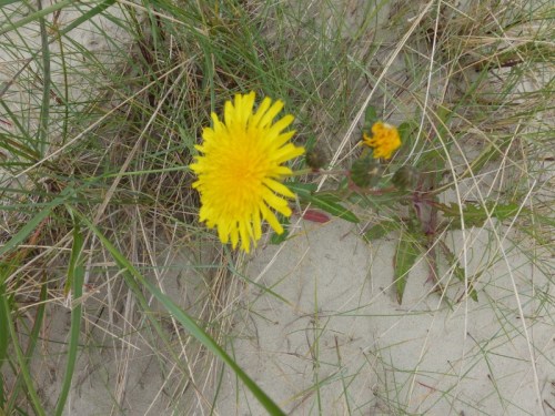 2014-06-24 032 (800x600)