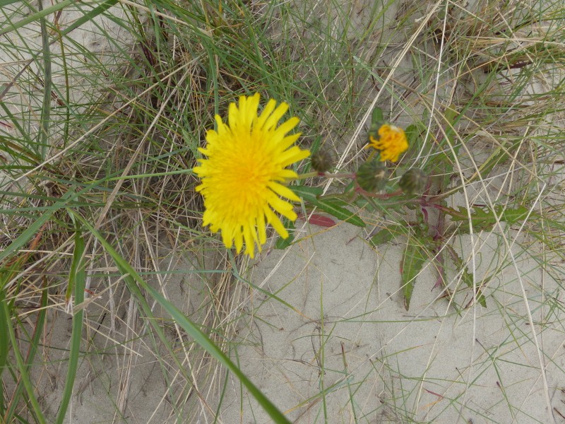 2014-06-24 032 (800x600)