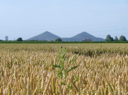 2014-07-07 001 (800x591)