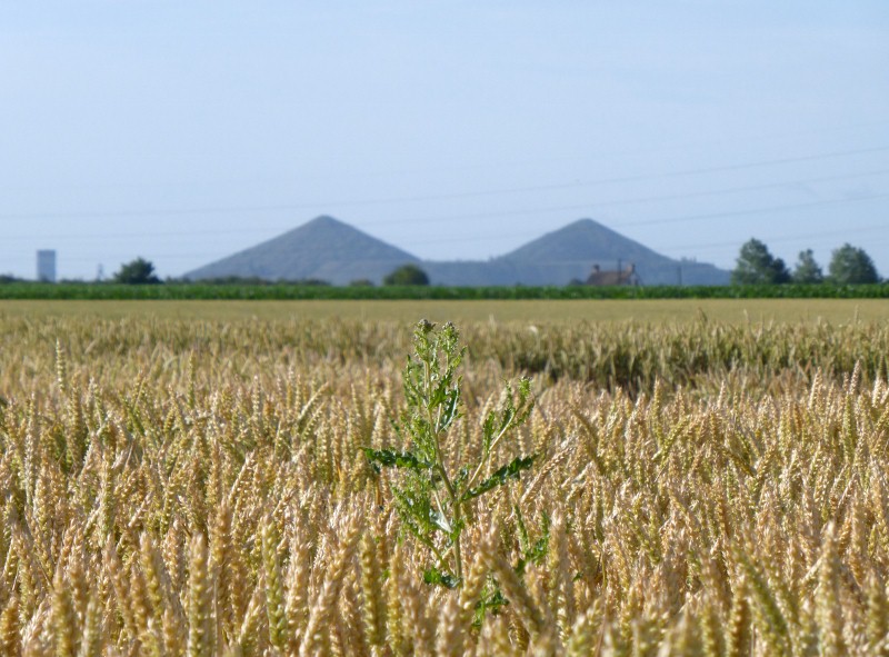 2014-07-07 001 (800x591)