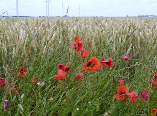 2014-07-08 001 (800x592)