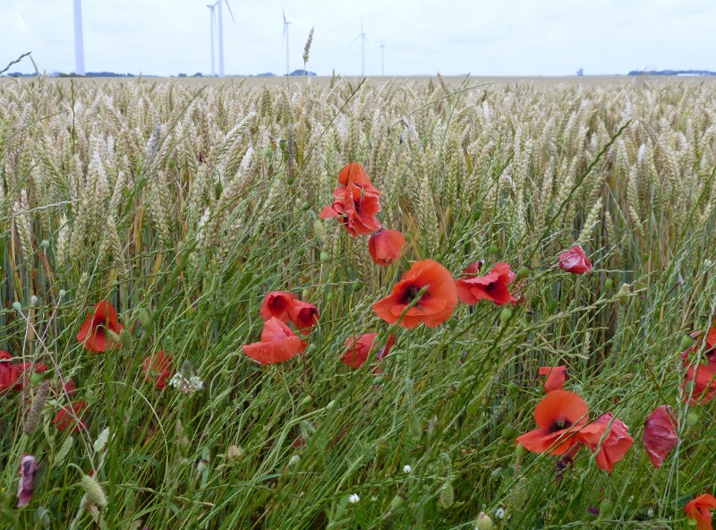 2014-07-08 001 (800x592)