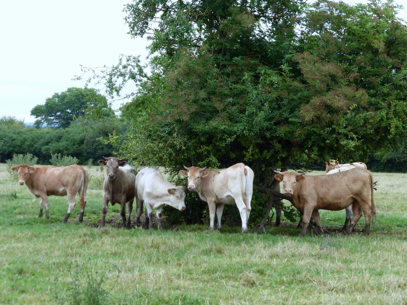 2014-07-11 006 (800x600)